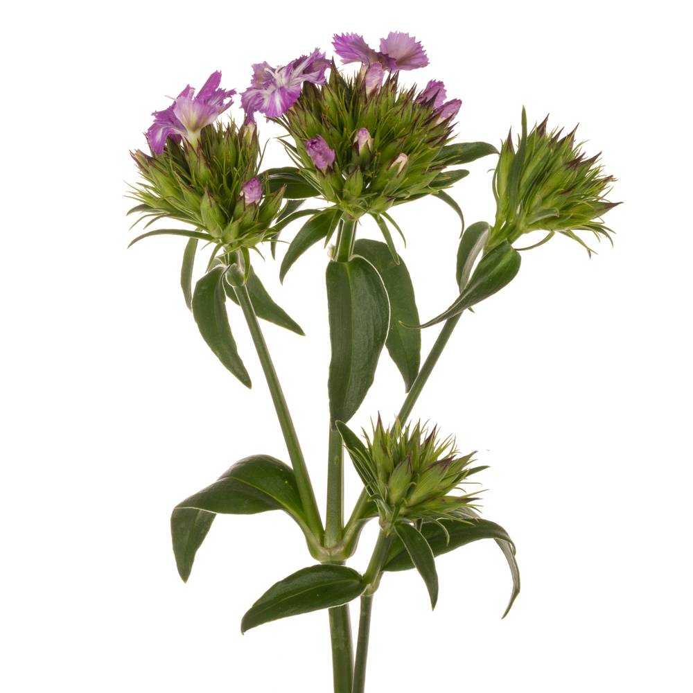 Bartnelke rosa Lavender Magic 45cm