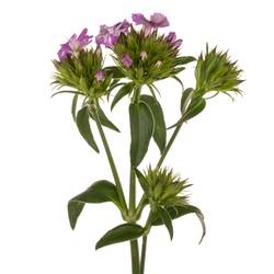 Bartnelke rosa Lavender Magic 45cm