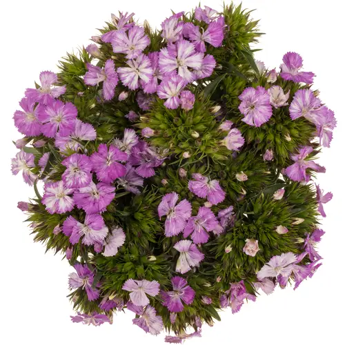 Bartnelke rosa Lavender Magic 45cm