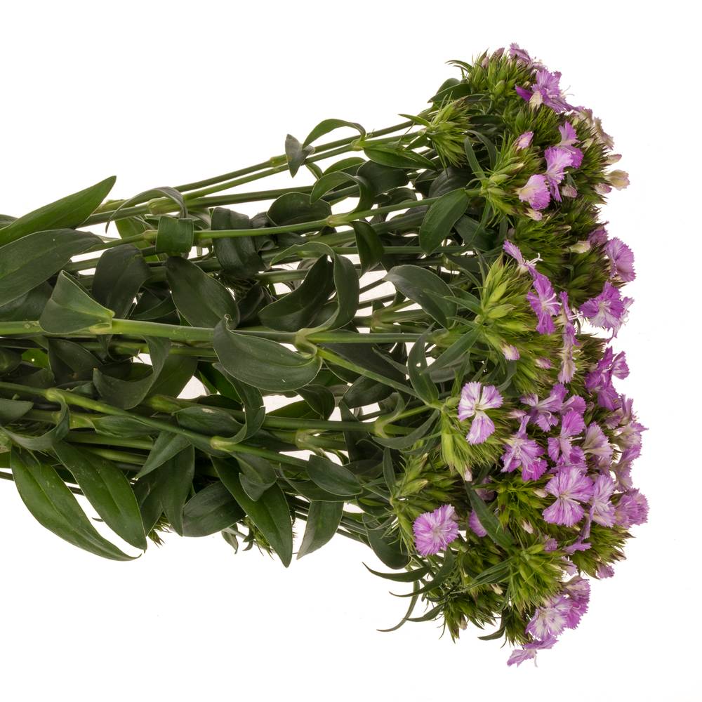 Bartnelke rosa Lavender Magic 45cm