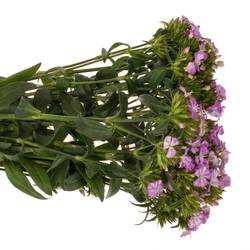 Bartnelke rosa Lavender Magic 45cm