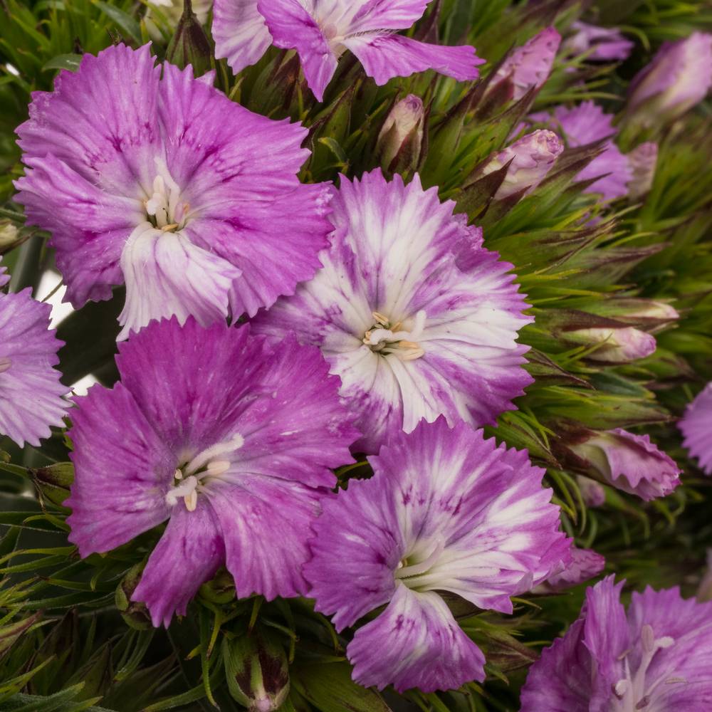 Bartnelke rosa Lavender Magic 45cm