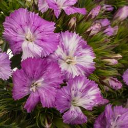 Bartnelke rosa Lavender Magic 45cm