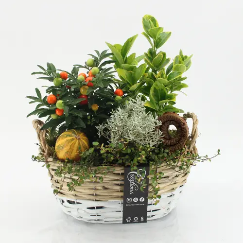 Garten.Arr-2510 Herbst T27 H035