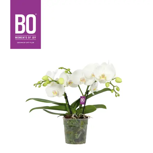 Phal.2-R weiss Shorty T12 H040