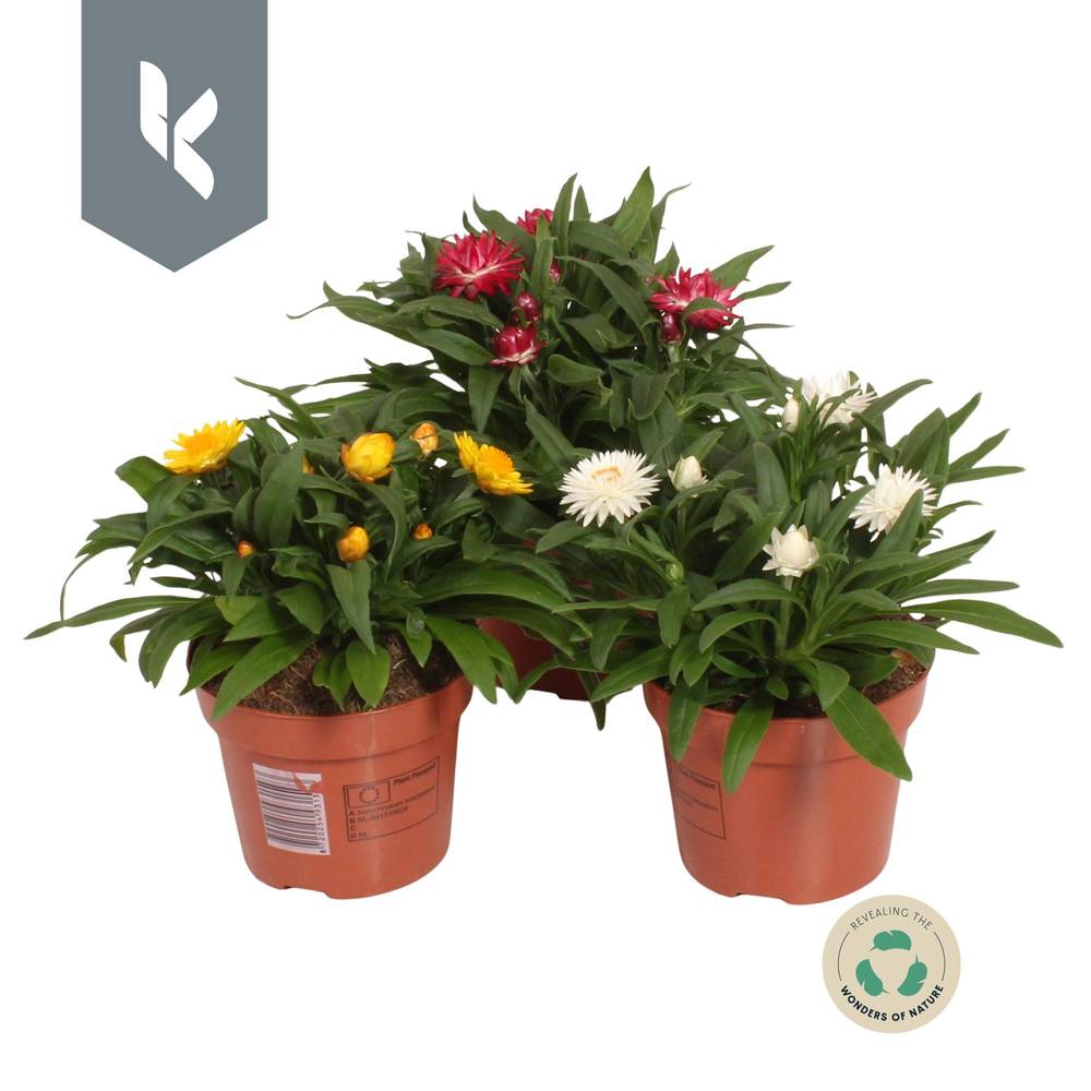 Strohblume Crispy mix T15 H030