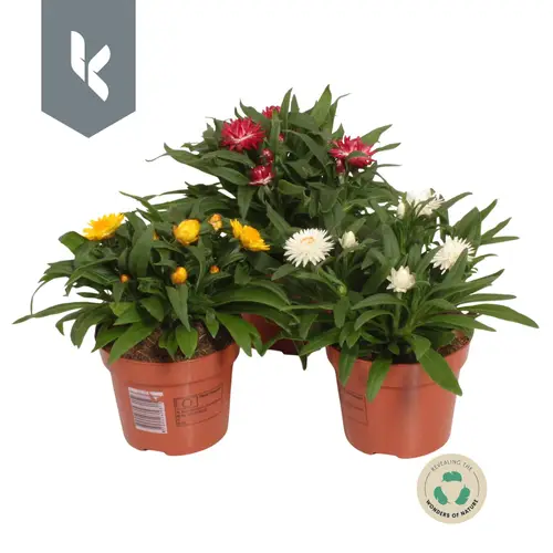 Strohblume Crispy mix T15 H030