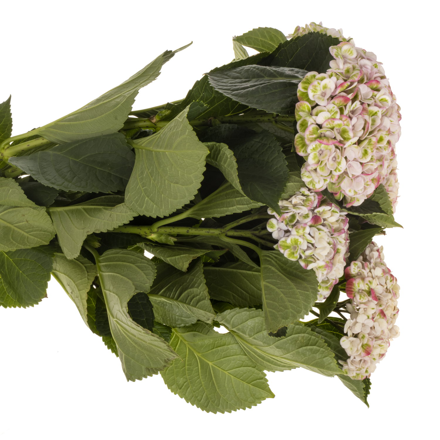 Hortensie creme/rot Revolution classic Bol 12cm 60cm