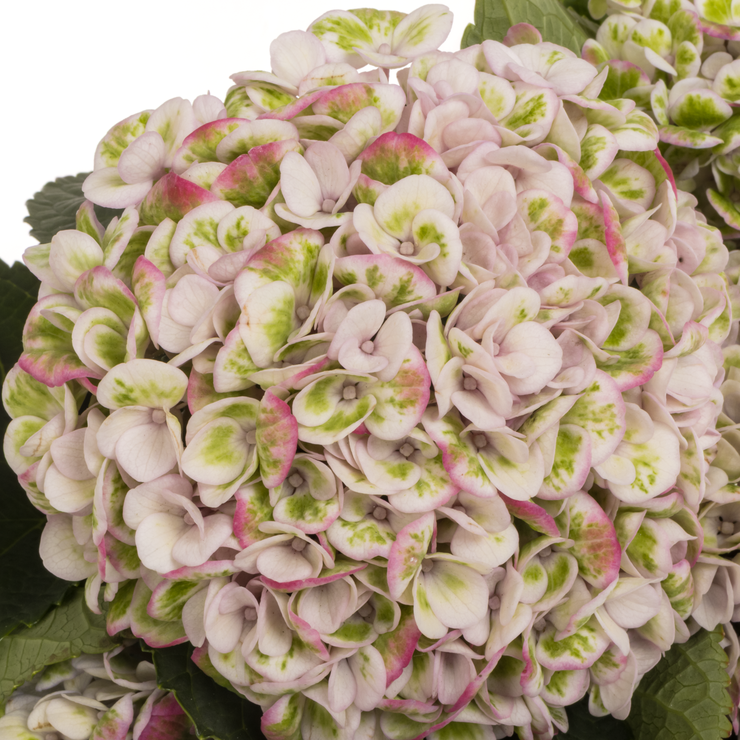 Hortensie creme/rot Revolution classic Bol 12cm 60cm