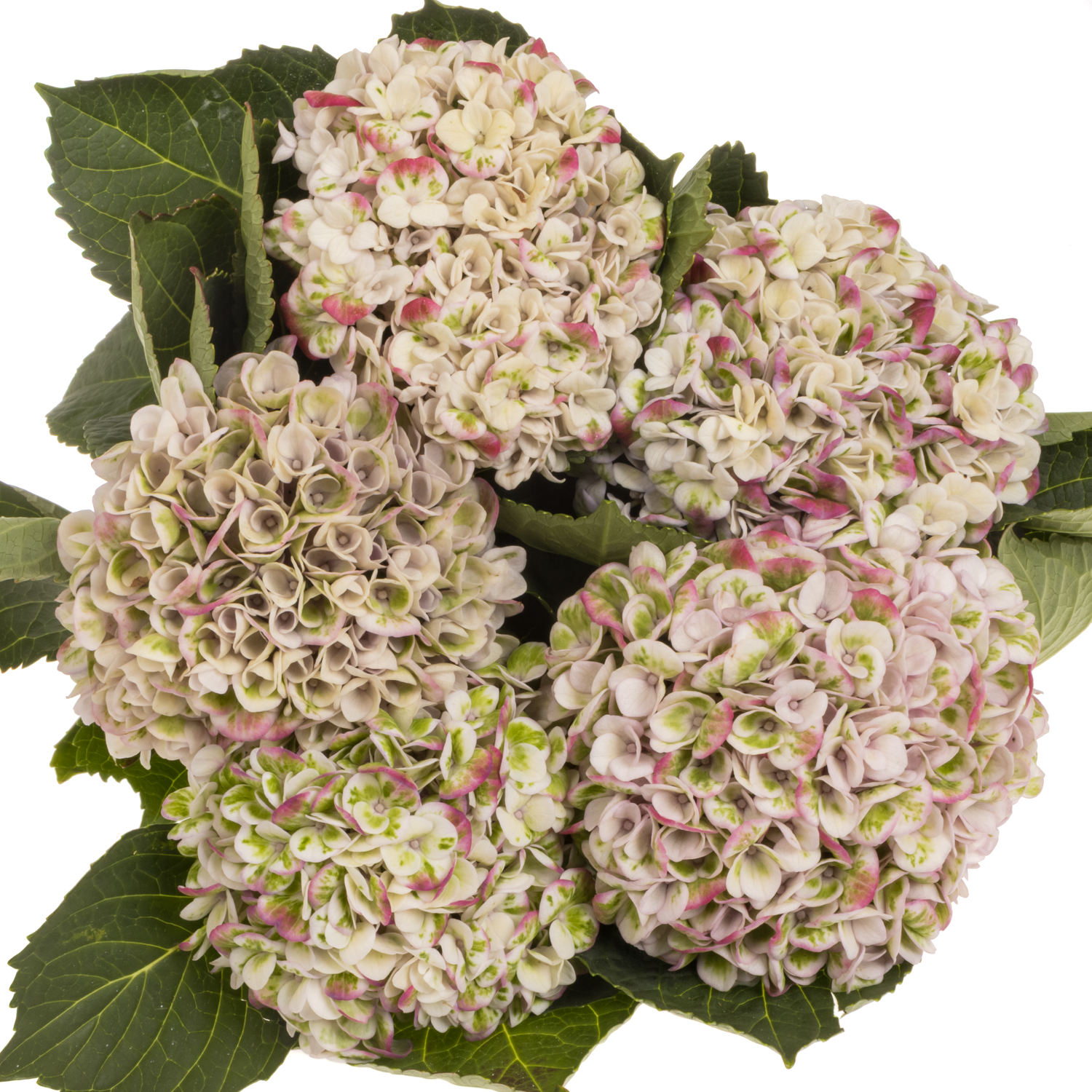 Hortensie creme/rot Revolution classic Bol 12cm 60cm