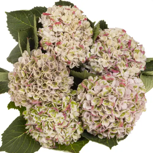 Hortensie creme/rot Revolution classic Bol 12cm 60cm