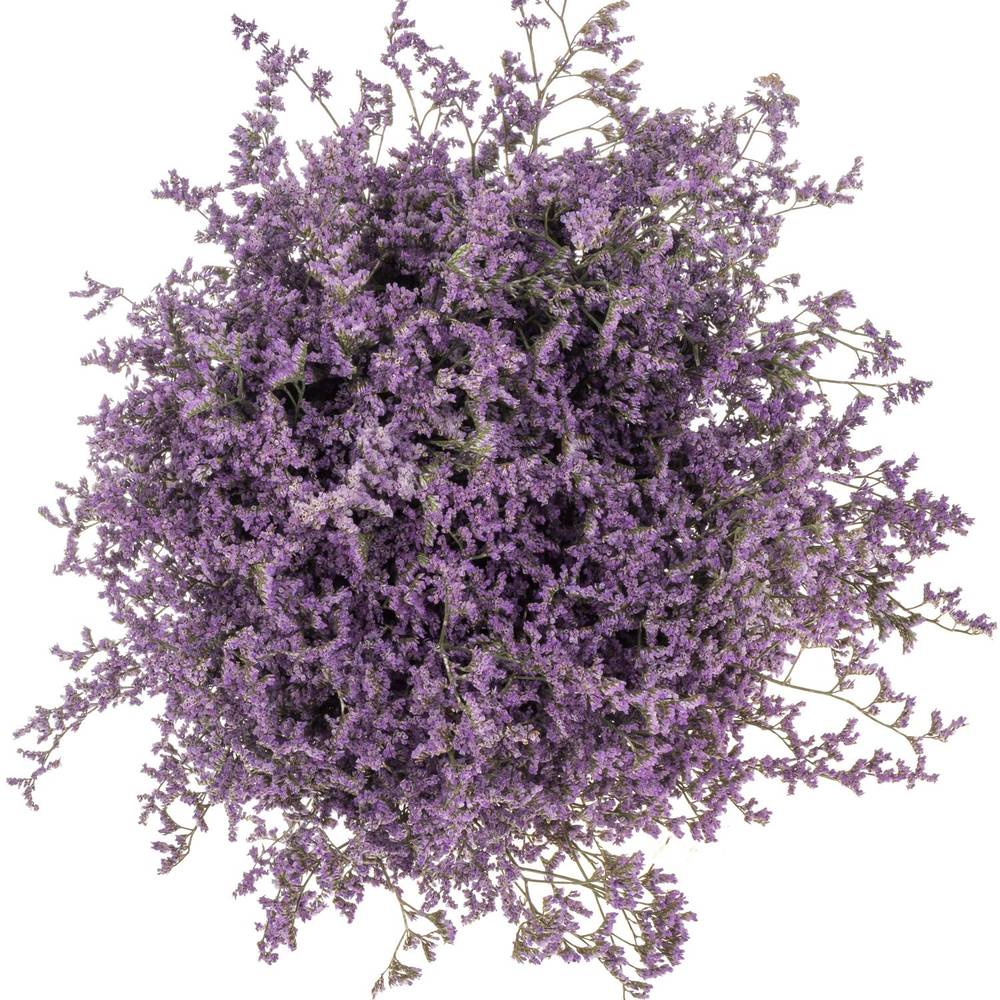 Limonium lila Main Blue 40 Gramm 60cm