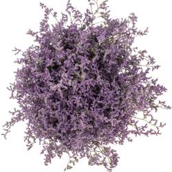 Limonium lila Main Blue 40 Gramm 60cm