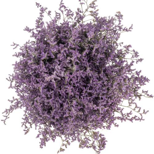 Limonium lila Main Blue 40 Gramm 60cm