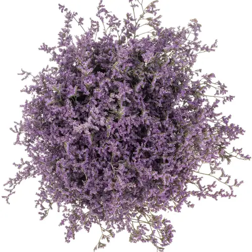 Limonium lila Main Blue 40 Gramm 60cm
