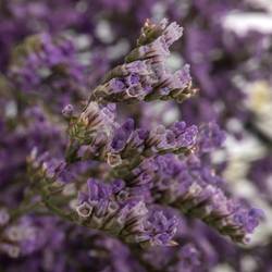 Limonium lila Main Blue 40 Gramm 60cm
