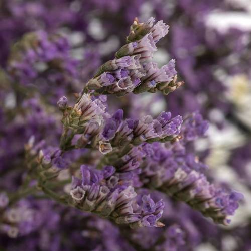Limonium lila Main Blue 40 Gramm 60cm