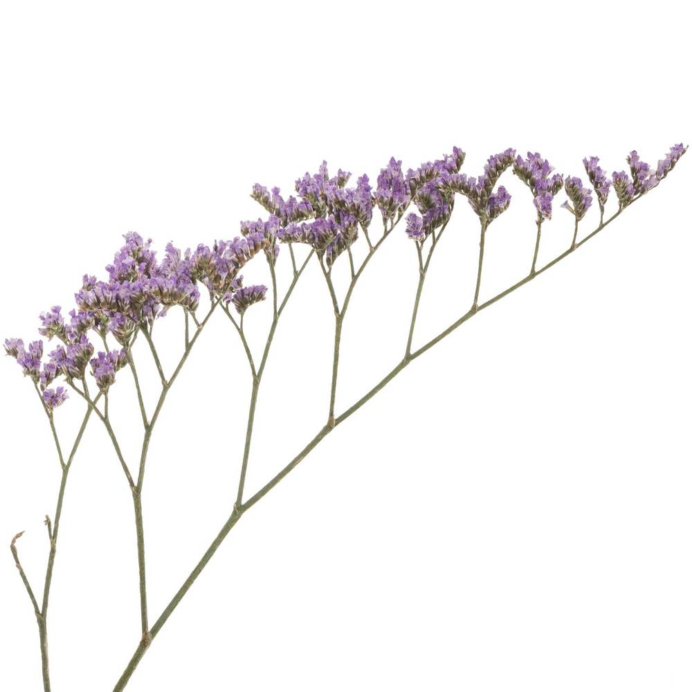 Limonium lila Main Blue 40 Gramm 60cm