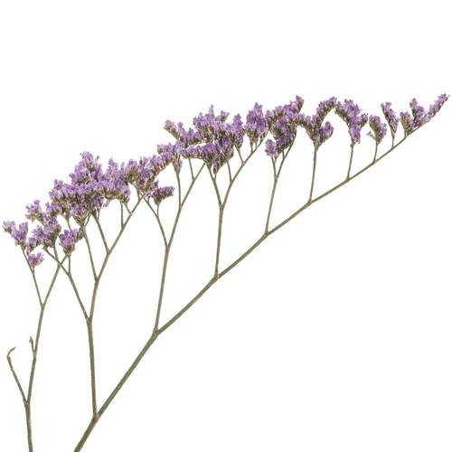 Limonium lila Main Blue 40 Gramm 60cm