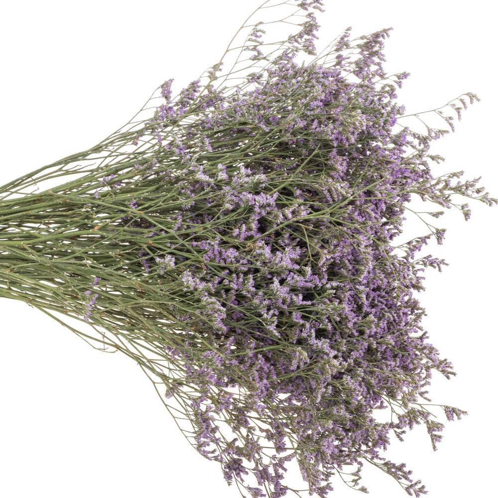 Limonium lila Main Blue 40 Gramm 60cm