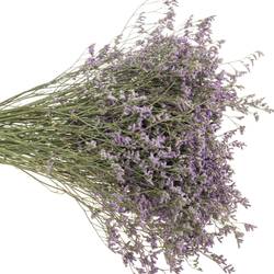 Limonium lila Main Blue 40 Gramm 60cm