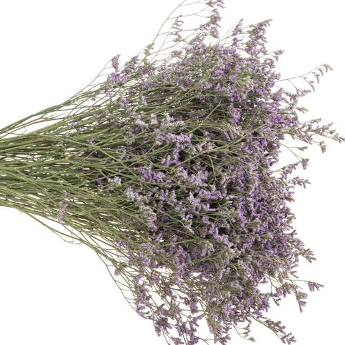 Limonium lila Main Blue 40 Gramm 60cm