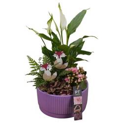 Spath.Arr PTHI5584 Herbst T19 H037