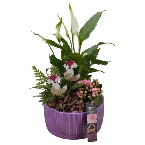 Spath.Arr PTHI5584 Herbst T19 H037