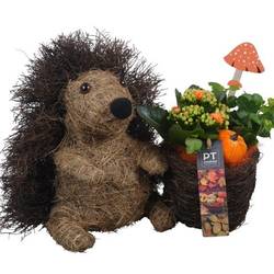 Kal.Arr PTHI5404 Herbst T25 H025