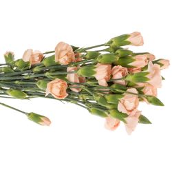 Spraynelke apricot Hamada 60cm
