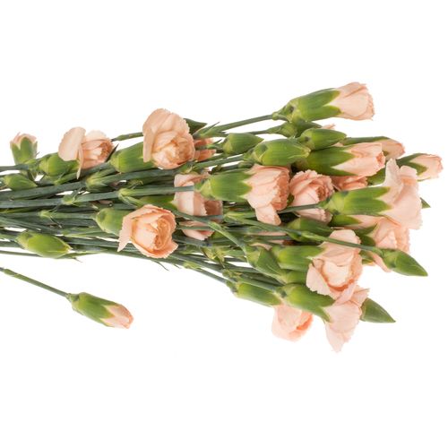 Spraynelke apricot Hamada 60cm