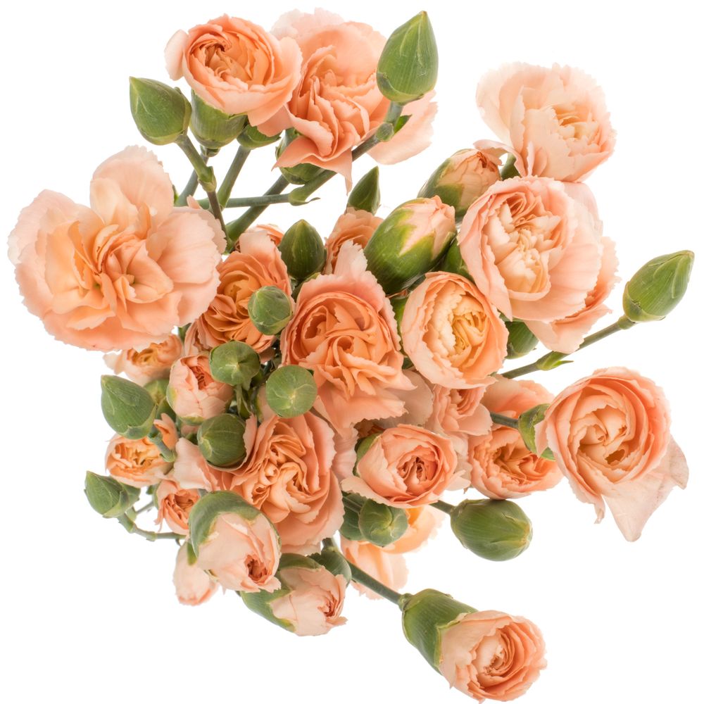 Spraynelke apricot Hamada 60cm