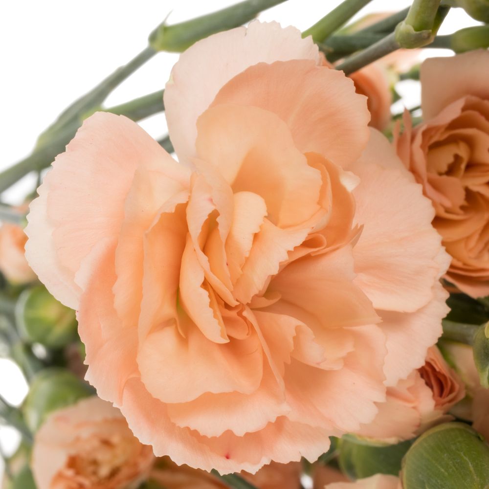 Spraynelke apricot Hamada 60cm