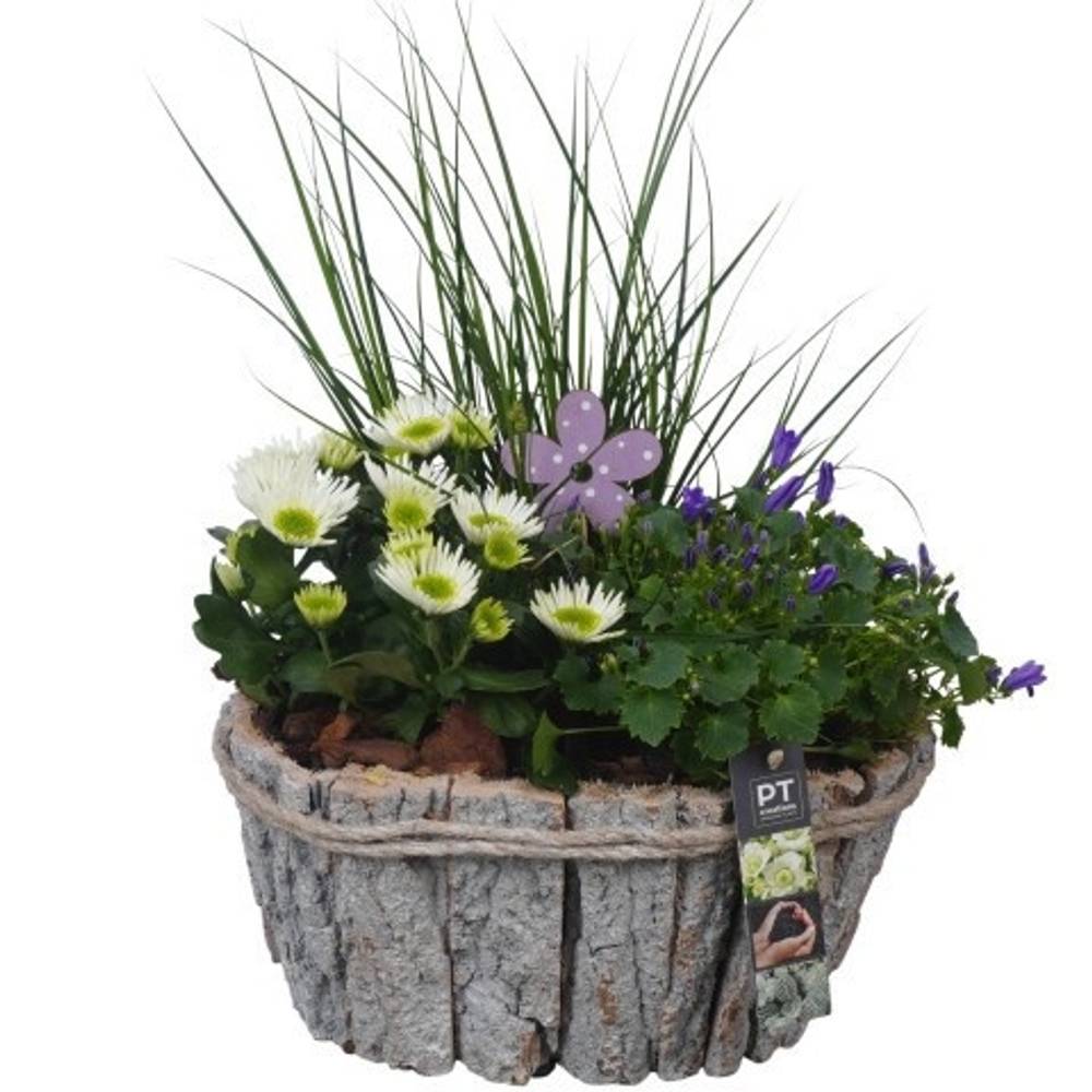 Garten.Arr PTSO6030 T29 H044