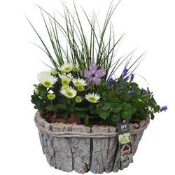 Garten.Arr PTSO6030 T29 H044
