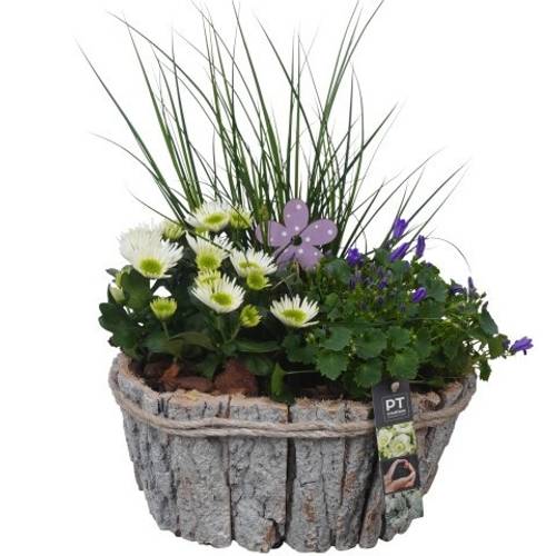 Garten.Arr PTSO6030 T29 H044