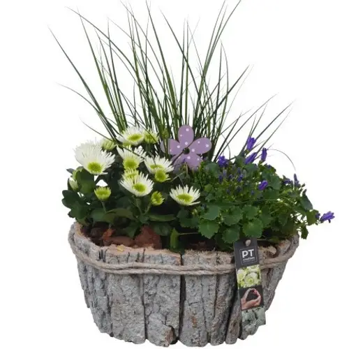 Garten.Arr PTSO6030 T29 H044