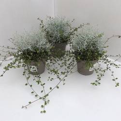 Mühlenbeckia & Calocephalus T13 H025