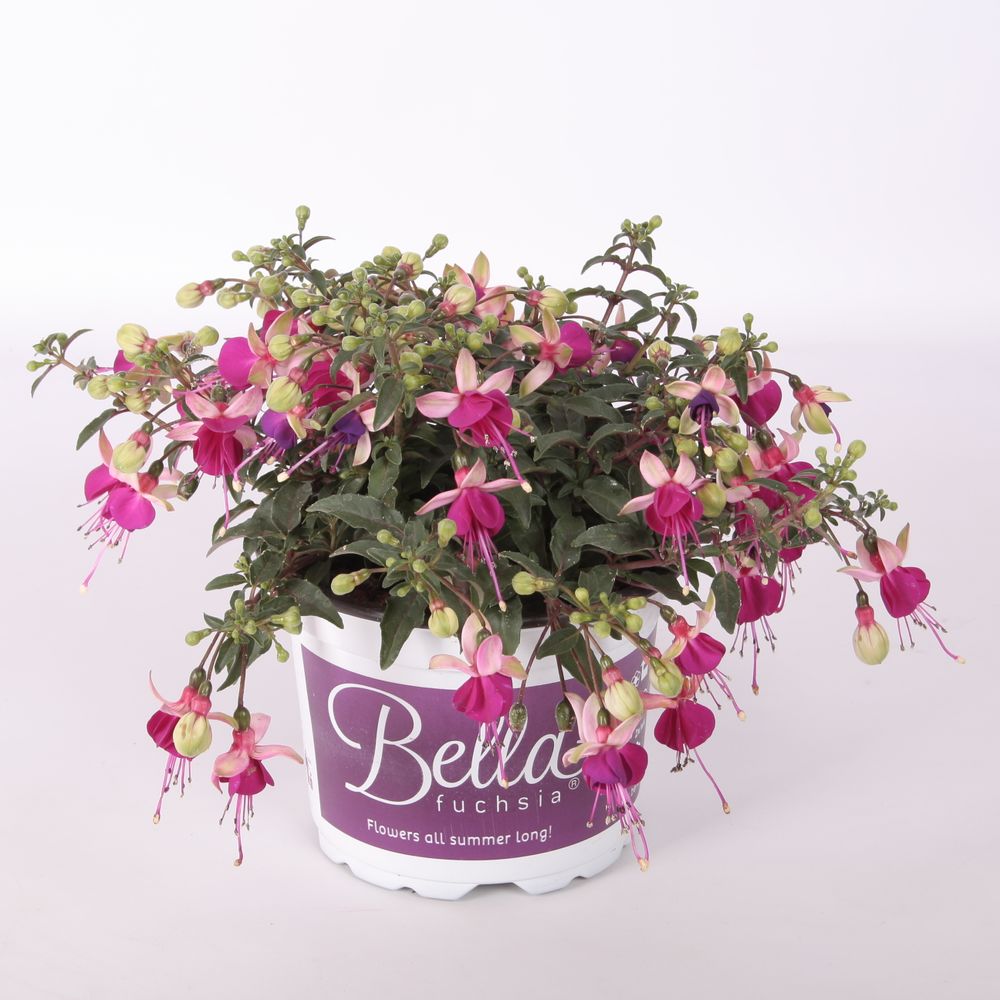 Fuchsia Olivia T17 H30
