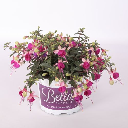 Fuchsia Olivia T17 H30