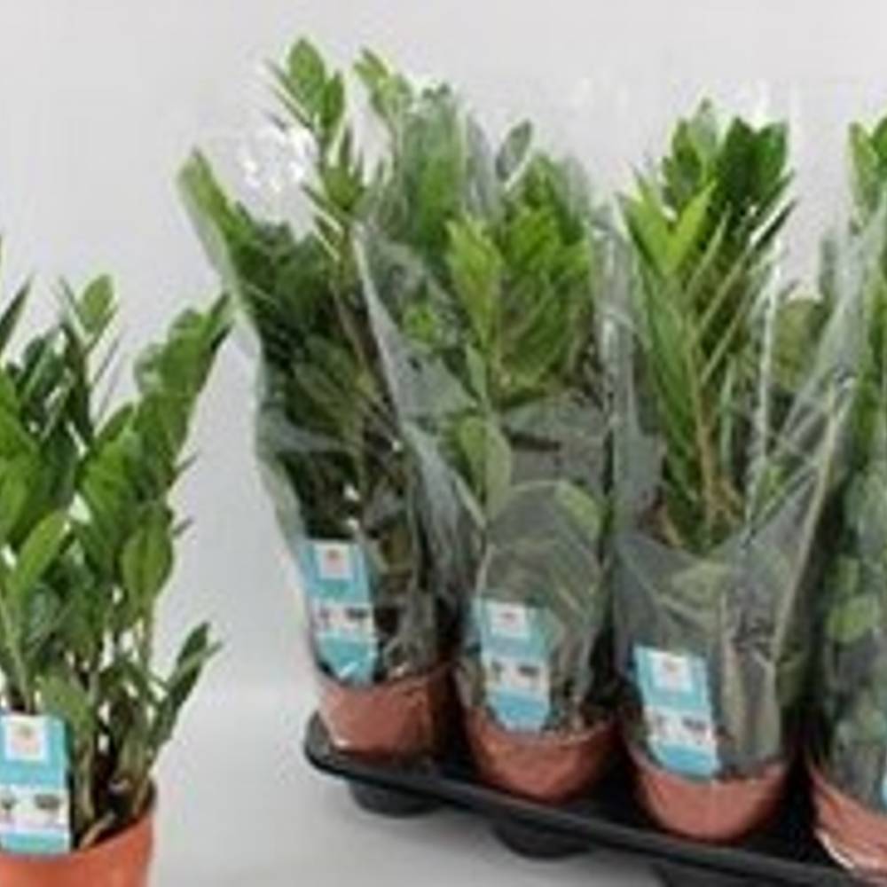 Zamioculcas 5+ T14 H65