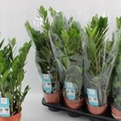 Zamioculcas 5+ T14 H65