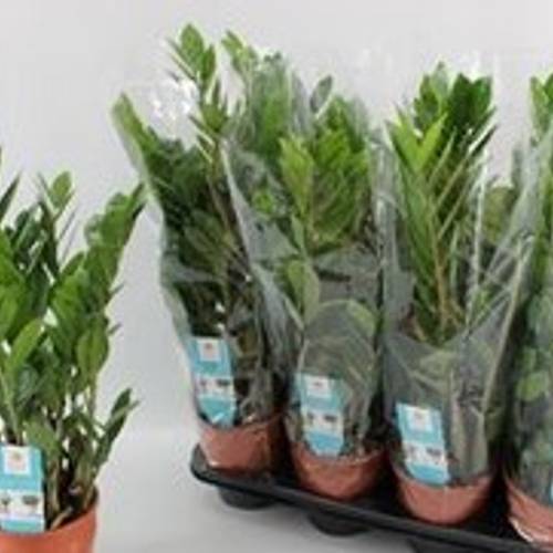 Zamioculcas 5+ T14 H65