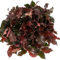 Photinia rot Volcano 80cm