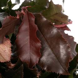 Photinia rot Volcano 80cm