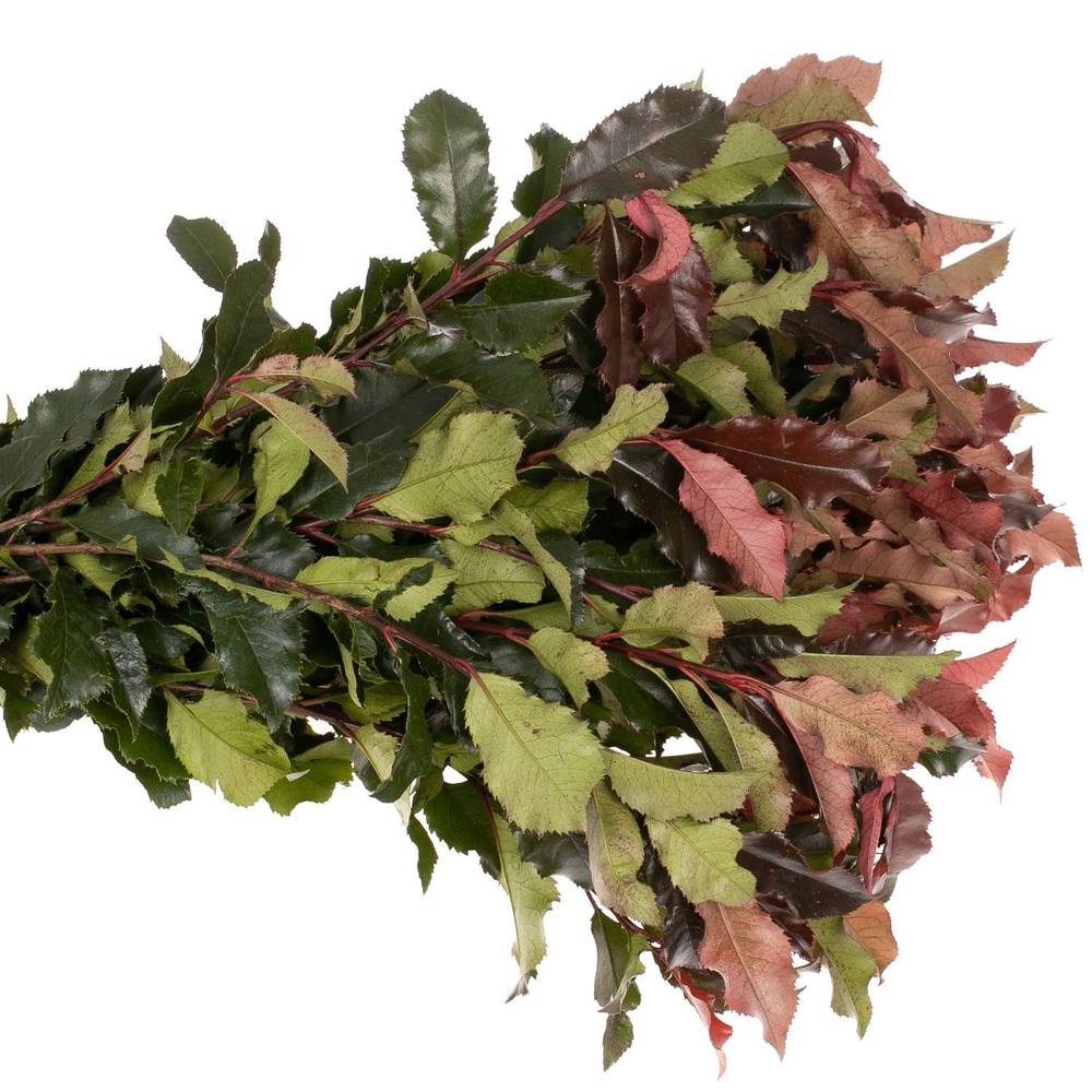 Photinia rot Volcano 80cm