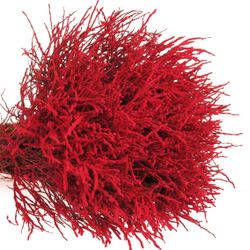 Heidelbeere rot Puder