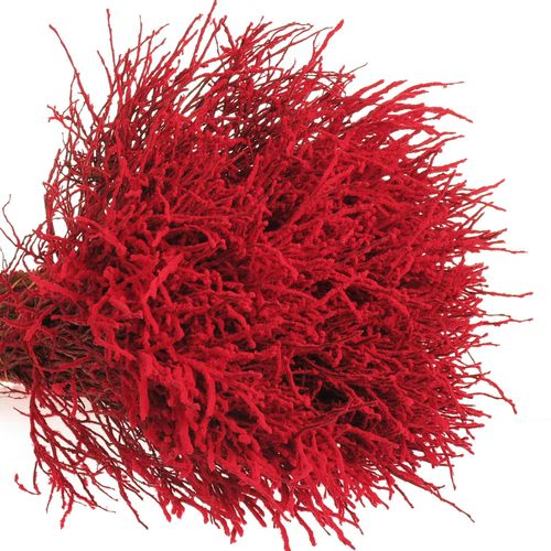 Heidelbeere rot Puder
