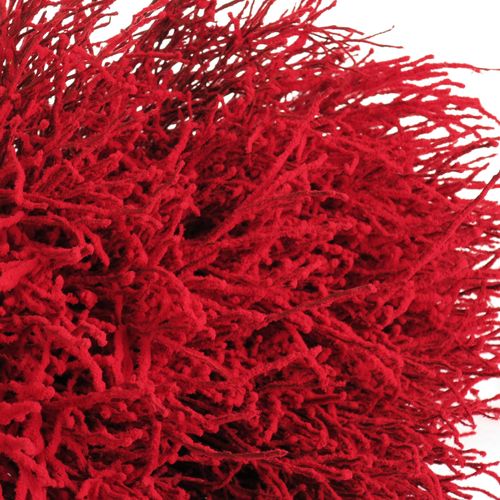 Heidelbeere rot Puder