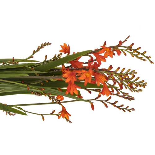 Montbretie orange Red King 75cm